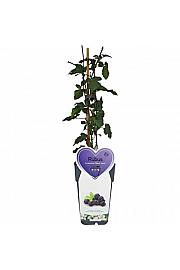 Rubus fruticosus Black Satin C2 Lit. 30-40 cm