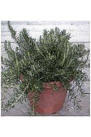 Rosmarinus prostratus Ø30