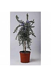 Rosmarinus prostratus Ø18 Na Steblu 30 cm
