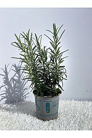 Rosmarinus officinalis Ø9