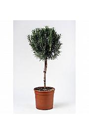 Rosmarinus officinalis Ø18 Na Steblu 30 cm