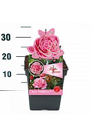 Rosa Wildberry® C5 Lit. 15-20 cm