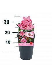 Rosa Wildberry® C3 Lit. 10-15 cm