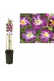 Rosa Veilchenblau C2,5 Lit. 40-60 cm Vzpenjava