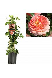 Rosa Tropical Queen C1,5 Lit. 30-40 cm