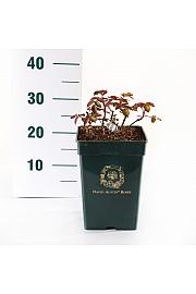 Rosa The Lady Gardener® C5 Lit. 15-20 cm