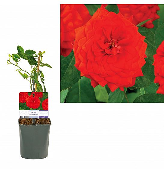Rosa Superb Queen C1 Lit. 20-30 cm