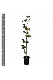 Vitis vinifera Vanessa C4 Lit. 100-120 cm