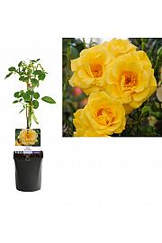 Rosa Spring Queen C1,5 Lit. 30-40 cm