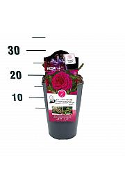 Rosa Soul® C3 Lit. 10-15 cm