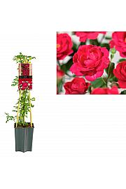 Rosa Royal Queen C1,5 Lit. 30-40 cm