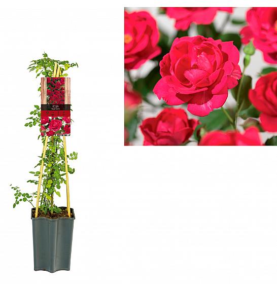 Rosa Royal Queen C1,5 Lit. 30-40 cm