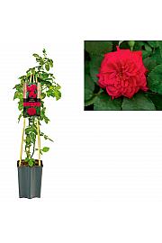 Rosa Romantic Queen C1,5 Lit. 30-40 cm
