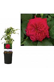 Rosa Romantic Queen C1 Lit. 20-30 cm