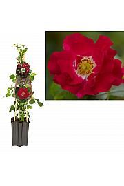 Rosa Red Queen C1,5 Lit. 30-40 cm