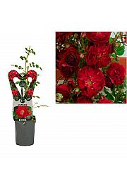 Rosa Red Queen C1 Lit. 20-30 cm