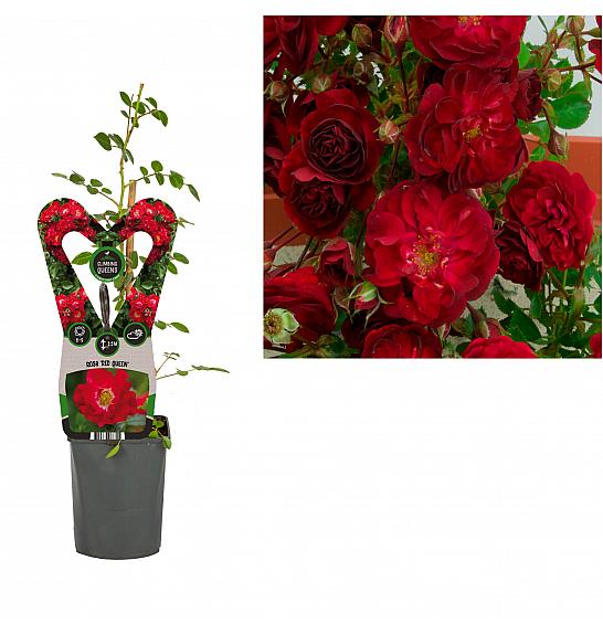 Rosa Red Queen C1 Lit. 20-30 cm