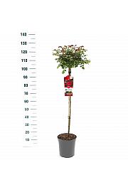 Rosa Red Meilove C6 Lit. Na steblu 90 cm