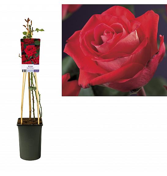 Rosa Red Climber C2,5 Lit. 40-60 cm