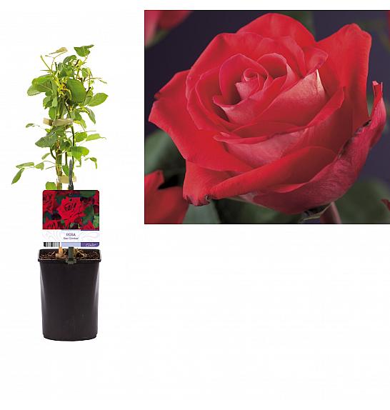 Rosa Red Climber C1 Lit. 20-30 cm