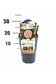 Rosa Princesse Charlene de Monaco C3 Lit. 10-15 cm