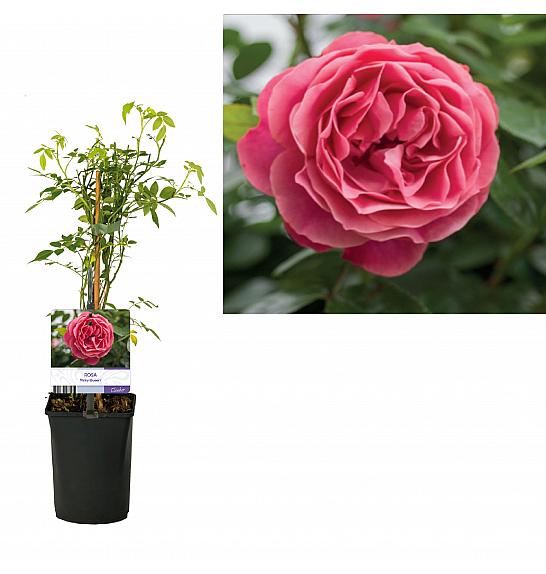Rosa Pinky Queen C1,5 Lit. 30-40 cm