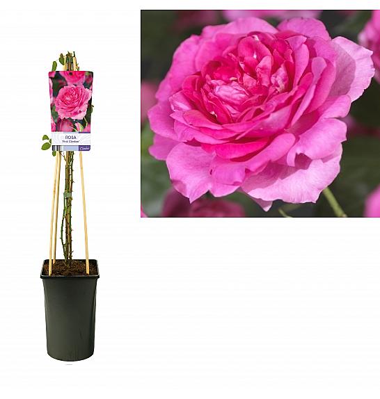 Rosa Pink Climber C2,5 Lit. 40-60 cm