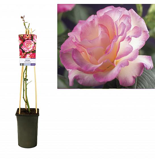 Rosa Pink Candy C2,5 Lit. 40-60 cm