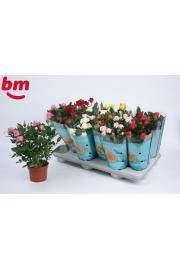 Rosa Parade Ø 10,5 mix