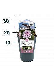 Rosa Pacific Blue® C3 Lit. 10-15 cm