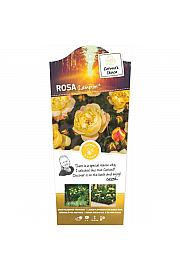 Rosa Lampion® C6 Lit. Na steblu 110 cm