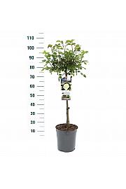 Rosa hybrid White Meilove C6 Lit. Na steblu 60 cm