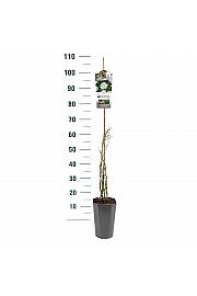 Rosa hybrid White Angel C3 Lit. 50-60 cm Vzpenjava