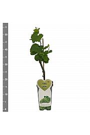 Vitis vinifera Lakemont C2 Lit. 40-50 cm