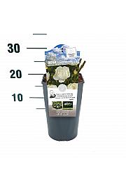 Rosa hybrid Weisse Wolke C3 Lit. 10-15 cm