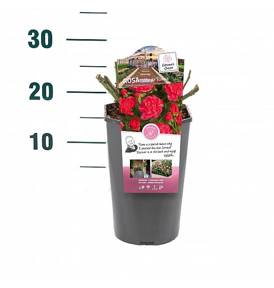 Rosa hybrid Ville du Roeulx C3 Lit. 10-15 cm