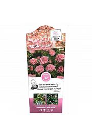 Rosa hybrid The Fairy C6 Lit. Na steblu 90 cm