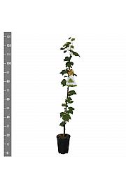 Vitis vinifera Excelsior C4 Lit. 100-120 cm