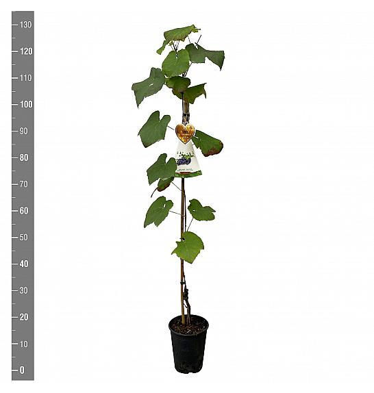 Vitis vinifera Buffalo C4 Lit. 100-120 cm
