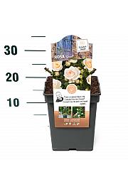 Rosa hybrid Sirius C5 Lit. 15-20 cm