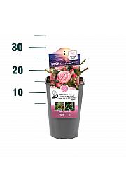 Rosa hybrid Rose Meilove C3 Lit. 10-15 cm