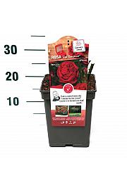 Rosa hybrid Red Romanza C5 Lit. 15-20 cm