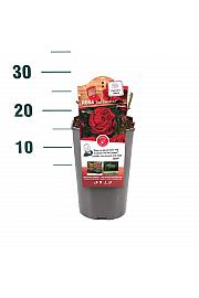 Rosa hybrid Red Romanza C3 Lit. 10-15 cm