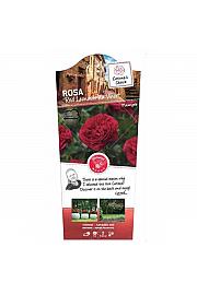 Rosa hybrid Red Leonardo da Vinci C6 Lit. Na steblu 60 cm