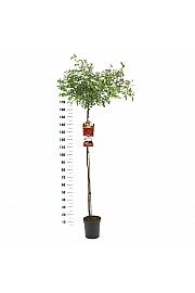 Rosa hybrid Rambling Rosie C6 Lit. Na steblu 140 cm