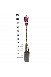 Rosa hybrid Pink Cloud C3 Lit. 50-60 cm Vzpenjava