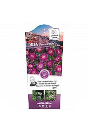 Rosa hybrid Perennial Blue C5 Lit. 40-60 cm Vzpenjava