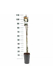 Rosa hybrid Pauls Lemon Pillar C3 Lit. 50-60 cm Vzpenjava
