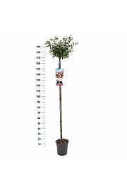 Rosa hybrid Open Arms C6 Lit. Na steblu 140 cm