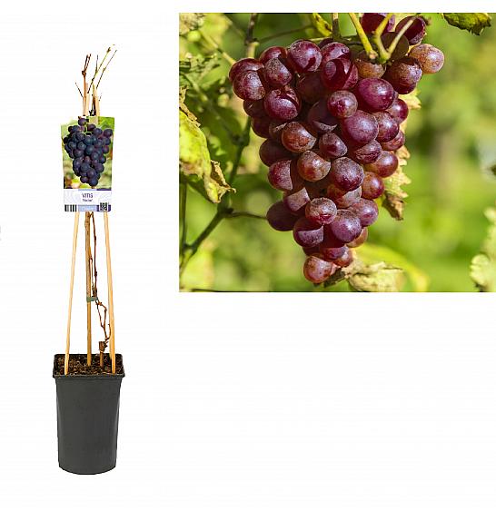 Vitis Heike C2,5 Lit. 40-60 cm